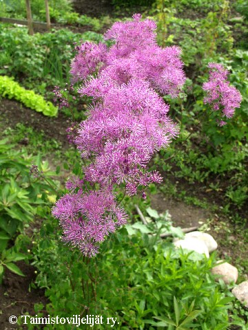 Thalictrum aquilegiifolium